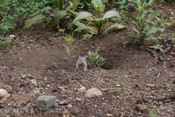 golden mantled ground squirrel